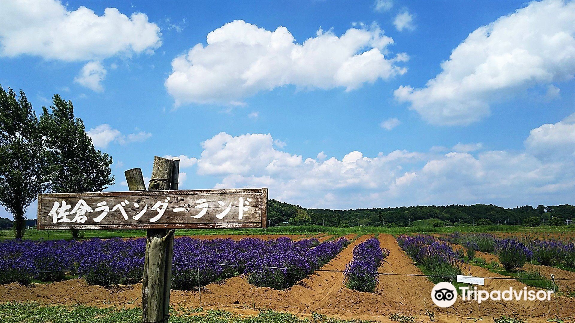 🌸 사쿠라 라벤더 정원(사쿠라 라벤다란도) 이미지 7